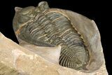 Zlichovaspis & Metacanthina Trilobites - Lghaft, Morocco #153903-5